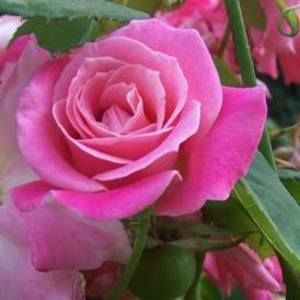 Meet your Posher, Lori